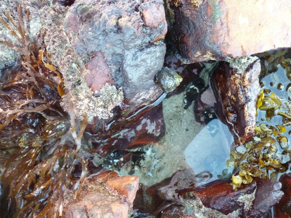 Limpets
