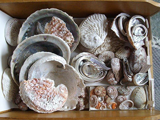 Abalone
